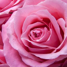 Muurdecoratie fotoschilderij bloemen roze rozen